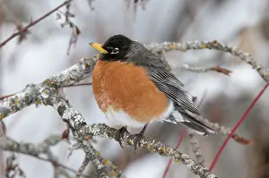 Fluffed: American Robin in winter