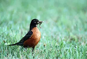 Worm: AMERICAN ROBIN - with worms in beak