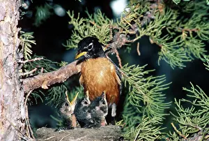 Breast: American Robin with Young