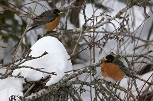 Fluffed: American Robins