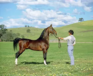 Bridles: American Saddlebred Horse - held on rein