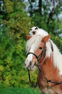 Comic: American Shetland Pony with a Birman Cat on its