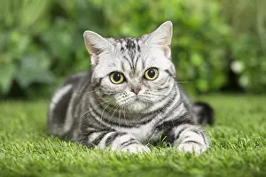 Shorthairs: American Shorthair Cat