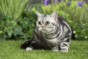Shorthairs: American Shorthair Cat
