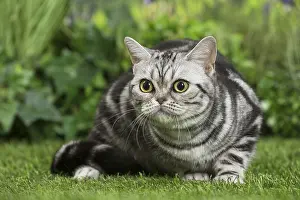 Shorthairs: American Shorthair Cat