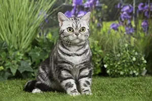 Shorthairs: American Shorthair Cat