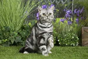 Shorthairs: American Shorthair Cat