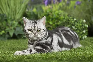 Shorthairs: American Shorthair Cat