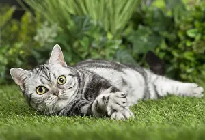 Shorthairs: American Shorthair Cat