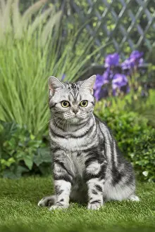 Shorthairs: American Shorthair Cat