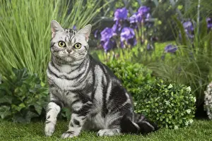 Shorthairs: American Shorthair Cat