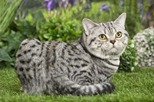 Shorthairs: American Shorthair Cat