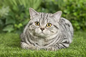 Shorthairs: American Shorthair Cat