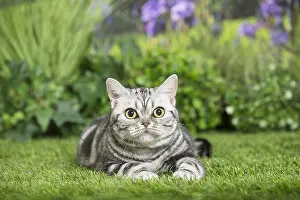 240517: American Shorthair Cat