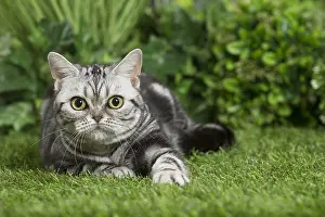 240517: American Shorthair Cat