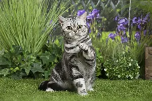 Lifting: American Shorthair Cat