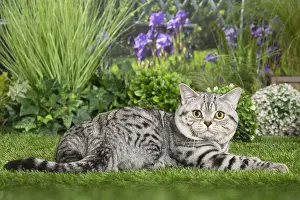 240517: American Shorthair Cat
