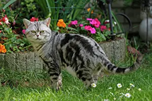 Shorthairs: American Shorthair cat in the garden Diverse Katzen