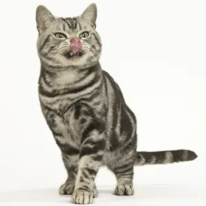 Lips: American Shorthair Cat in the studio