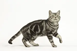 Lifting: American Shorthair Cat in the studio