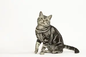 181218: American Shorthair Cat in the studio