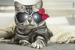 Bows: American Shorthair Cat wearing heart-shaped glasses