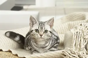 181218: American Shorthair Kitten indoors