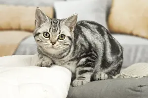 181218: American Shorthair Kitten indoors
