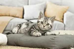 181218: American Shorthair Kitten indoors