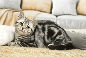 181218: American Shorthair Kitten indoors