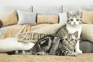 181218: American Shorthair Kitten indoors