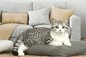 181218: American Shorthair Kitten indoors