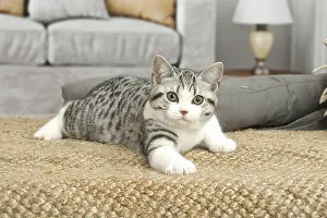 181218: American Shorthair Kitten indoors