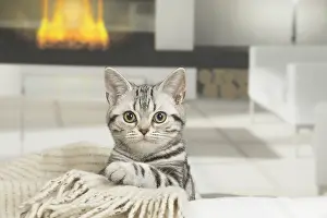 181218: American Shorthair Kitten indoors