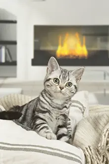 181218: American Shorthair Kitten indoors