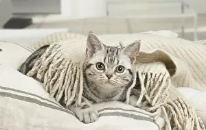 181218: American Shorthair Kitten indoors