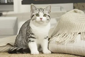 181218: American Shorthair Kitten indoors