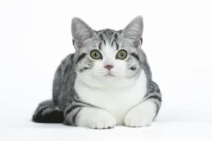 181218: American Shorthair Kitten in the studio