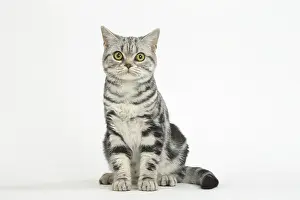 181218: American Shorthair Kitten in the studio