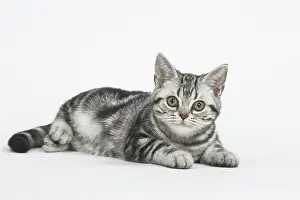 181218: American Shorthair Kitten in the studio