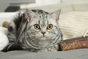 181218: American Shorthair Kittens indoors