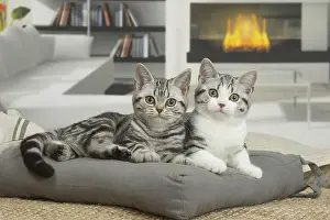 181218: American Shorthair Kittens indoors