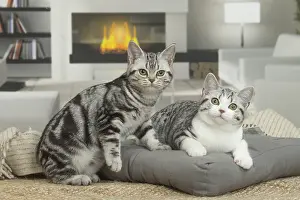 181218: American Shorthair Kittens indoors