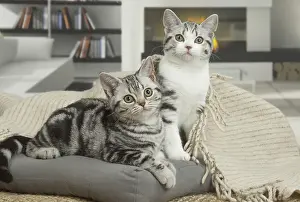 181218: American Shorthair Kittens indoors