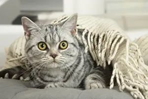 181218: American Shorthair Kittens indoors