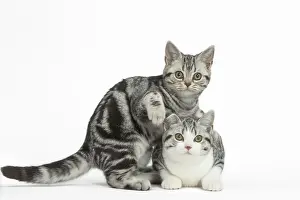 181218: American Shorthair Kittens in the studio