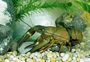 Cray: American signal Crayfish