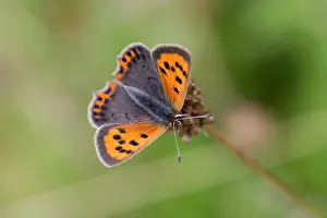 Lycaena: American Small Copper Butterfly Summer
