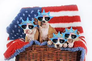 Patriotism: American Staffordshire Terrier, Puppies, fawn-white