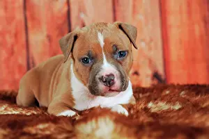 Shoot: American Staffordshire Terrier, puppy 4 weeks, red-white